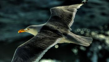 Bird photography