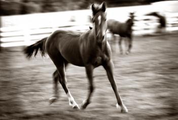 Blurry horse photo