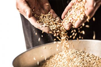 Frey Ranch Grains in Hand
