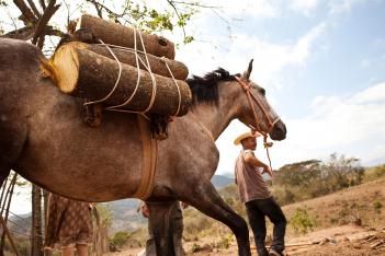 Guatemala horse photography