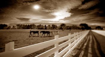 Horse pasture photography