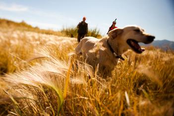 Meadow dog photography