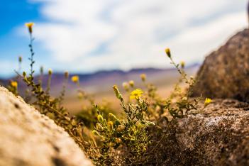Rock flower mountain photography