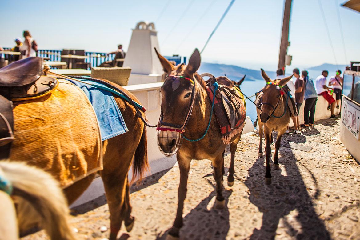 Santorini donkeys