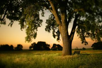 Tree photographer