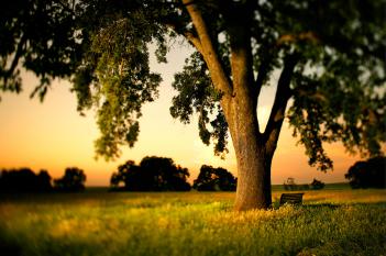 Tree photography