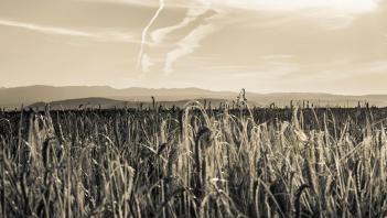 Wheatfield and mountains photo